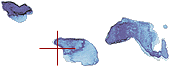 Logo De Loods